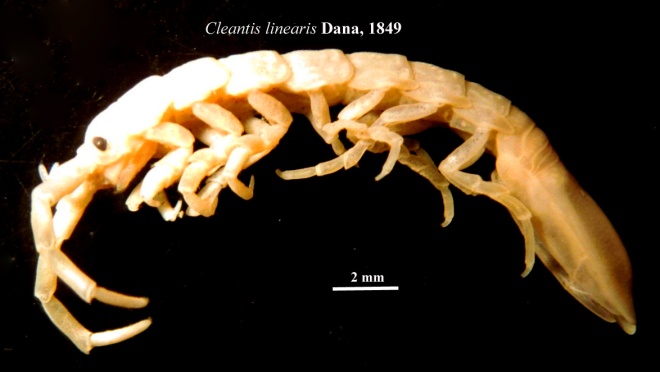 Cleantis linearis Dana, 1849