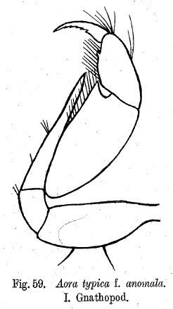 Figura original de Aora anomala Schellenberg, 1926